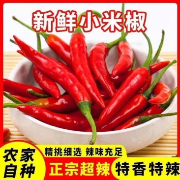 苏鲁豫皖万亩辣椒基地大量供应精品小米辣椒需要的请联系，