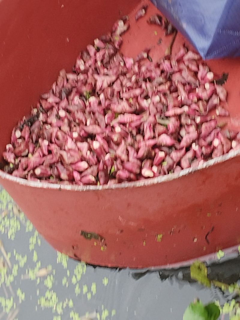 牛角大青菱，水红菱继续有货，需要的老板请与我联系。