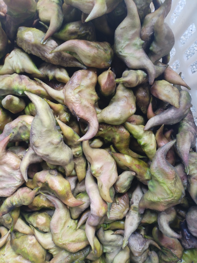 牛角大青菱，水红菱继续有货，需要的老板请与我联系。