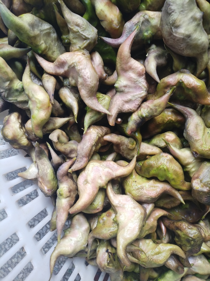 牛角大青菱，水红菱继续有货，需要的老板请与我联系。