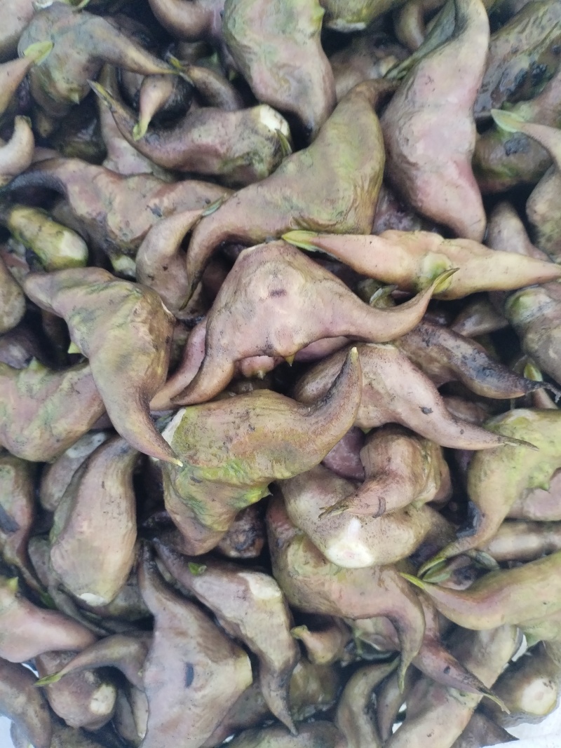 牛角大青菱，水红菱继续有货，需要的老板请与我联系。