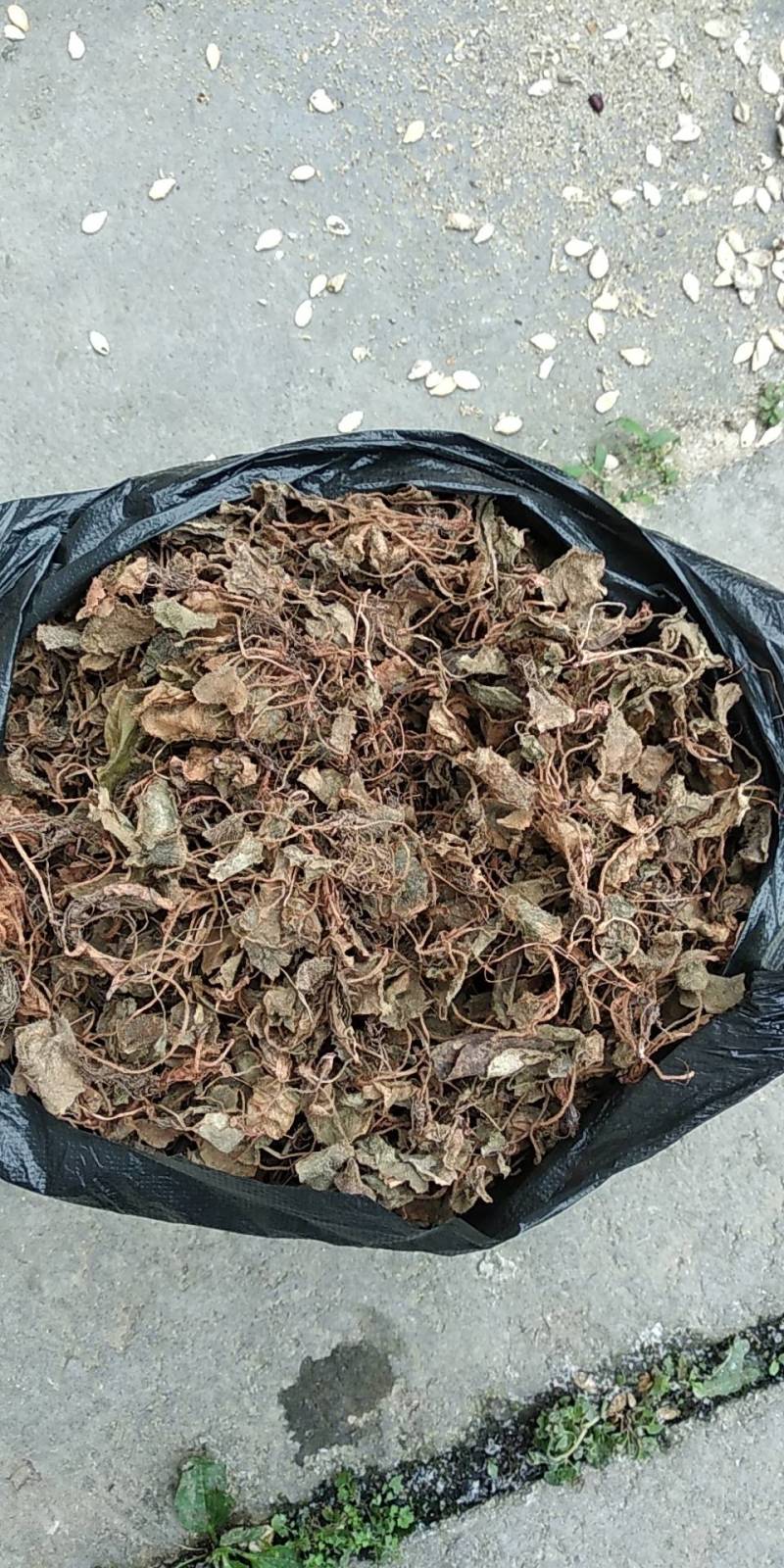 贵州铜仁非种植中药材虎耳草无硫干品质优价廉欢迎购买