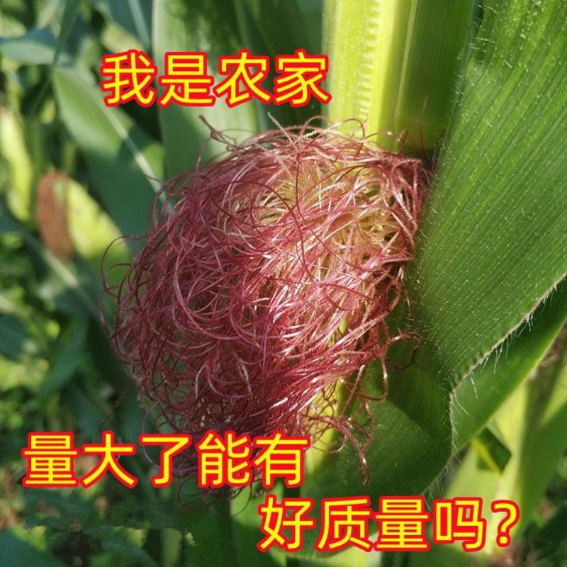玉米须茶新鲜货干品批代发中药材天然农家自采玉米毛毛玉米芯
