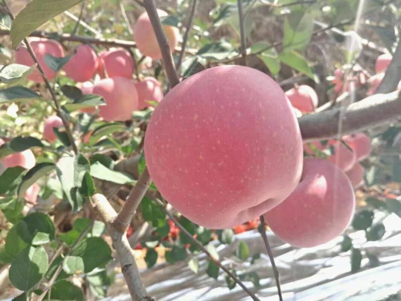 烟台红富士苹果产地直销量大从优可视频看货对接全国电商市场