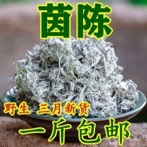 野生茵陈一等品正品晒干茵陈新鲜祛湿干货农户采摘茵陈