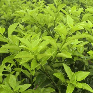 枳壳种植基地，枳壳两年苗，自产自销，批发零售，