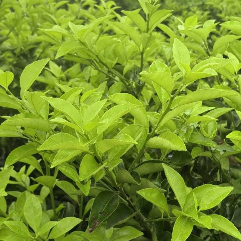枳壳种植基地，枳壳两年苗，自产自销，批发零售，