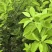 枳壳种植基地，枳壳两年苗，自产自销，批发零售，