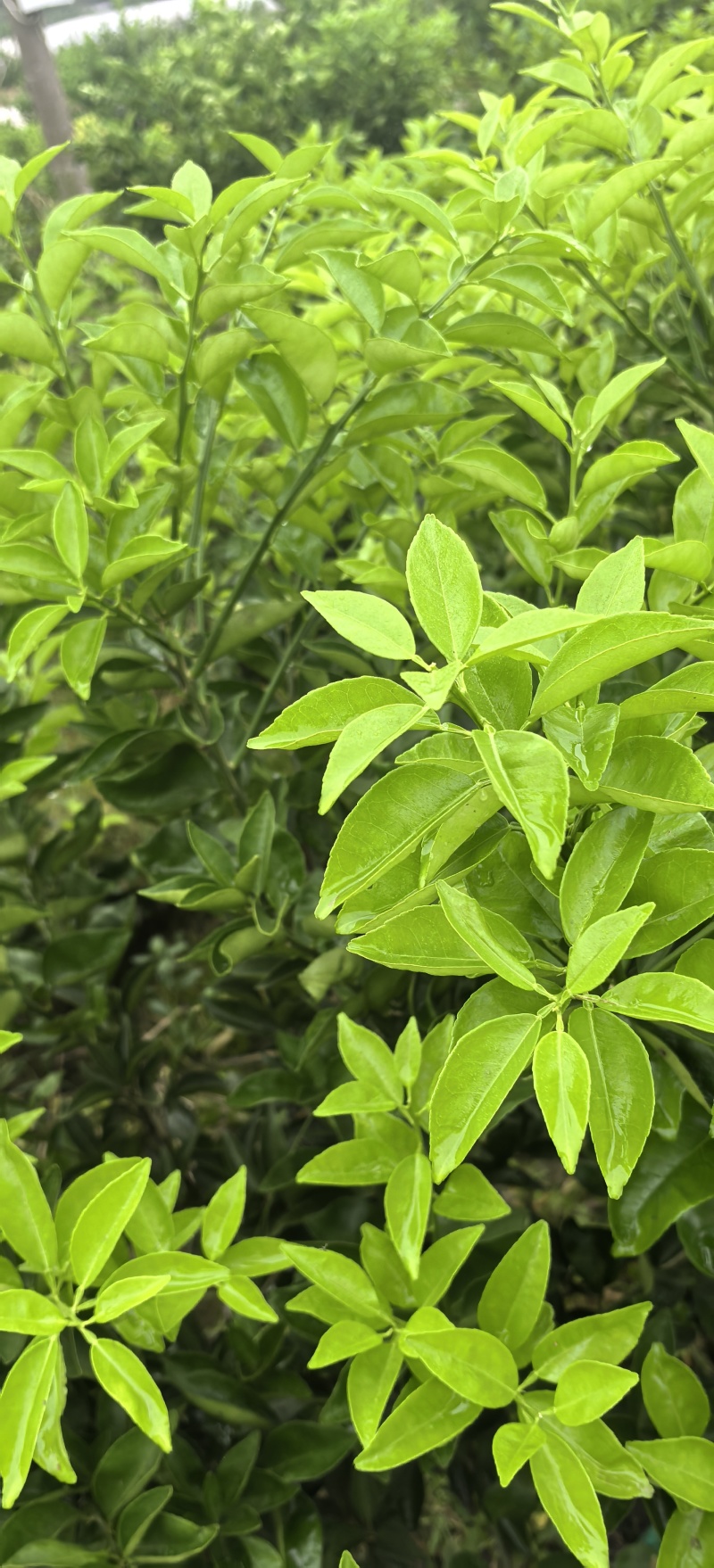 枳壳种植基地，枳壳两年苗，自产自销，批发零售，