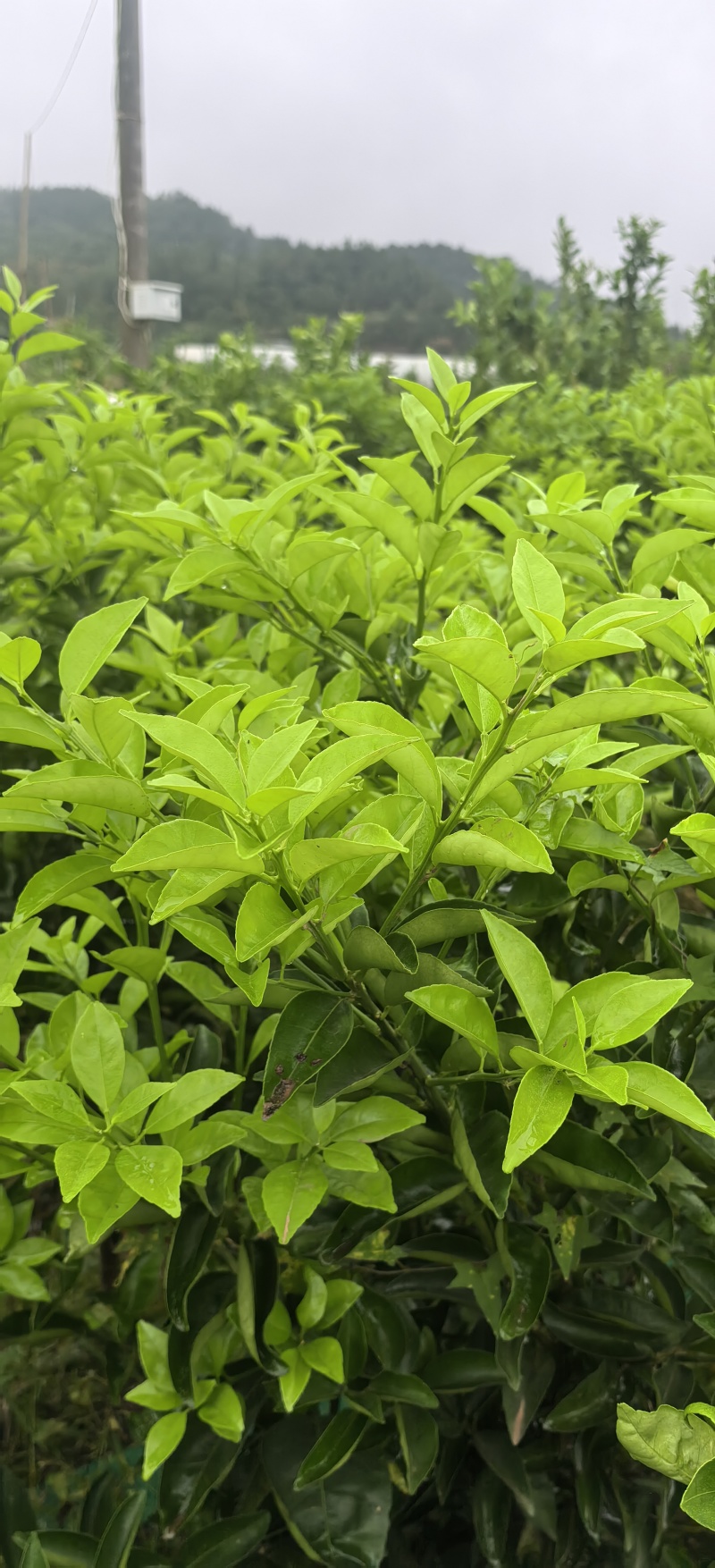 枳壳种植基地，枳壳两年苗，自产自销，批发零售，