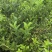 枳壳种植基地，枳壳两年苗，自产自销，批发零售，