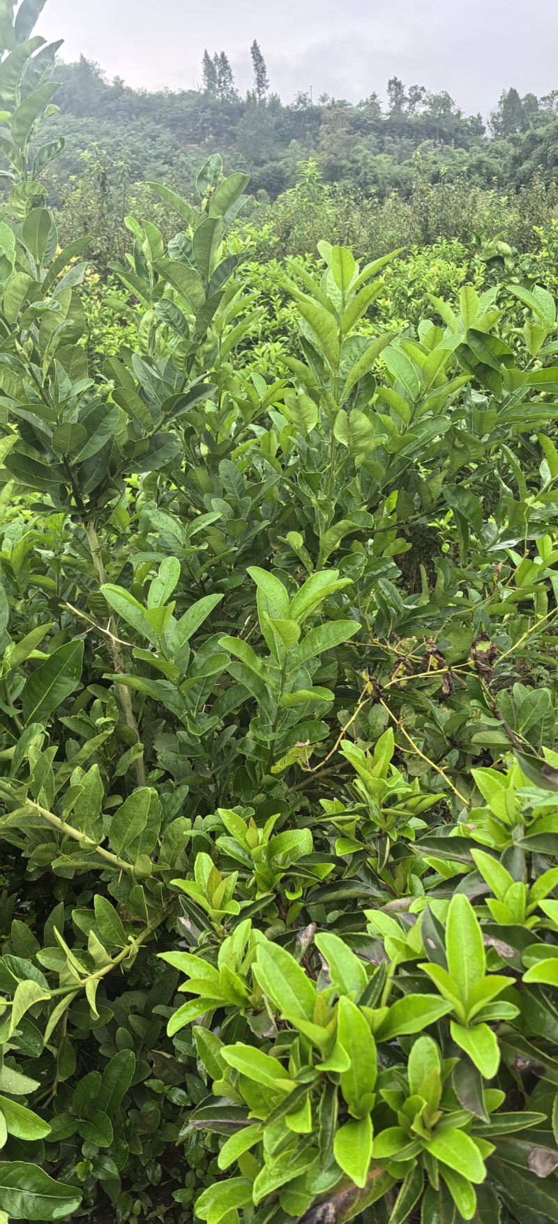 枳壳种植基地，枳壳两年苗，自产自销，批发零售，