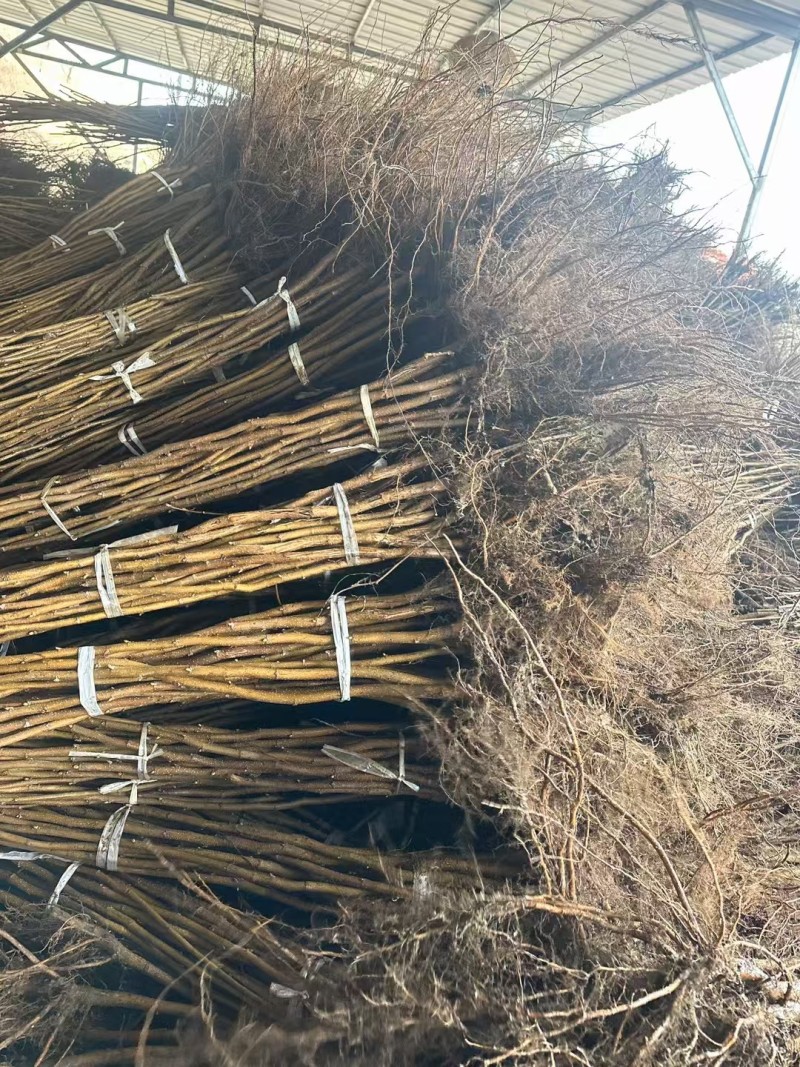 榛子苗。大量批发达维。玉坠。。。。。。。。。