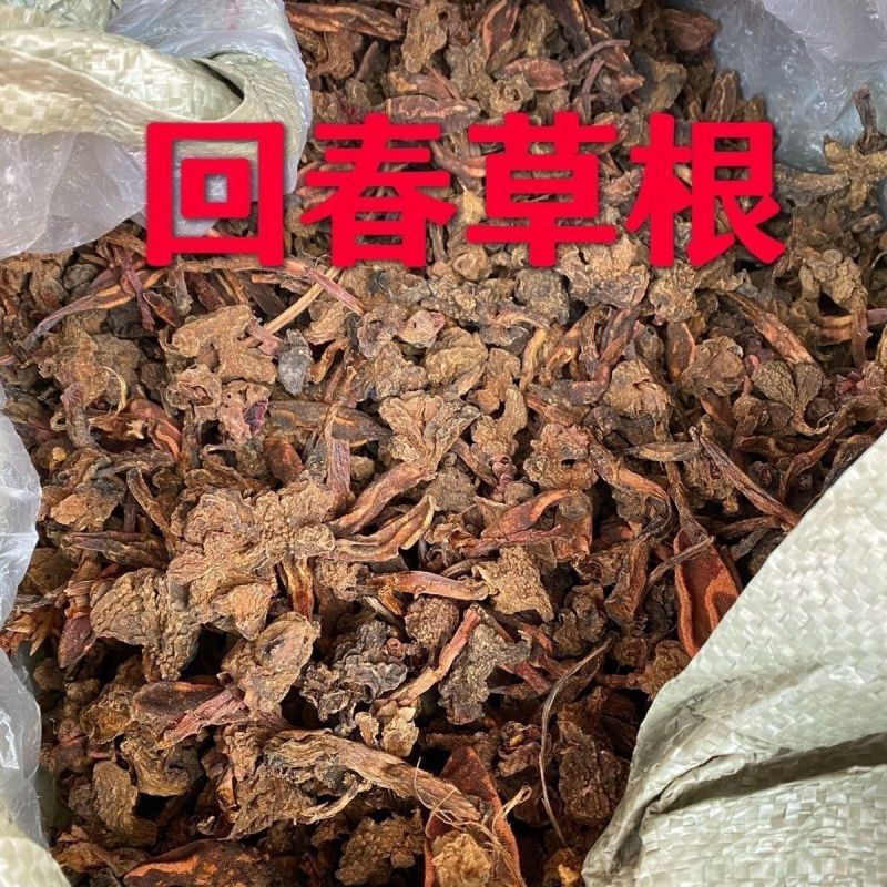 回春草泡茶回春草起阳草战神金刚云南正宗回春草泡酒泡茶野生