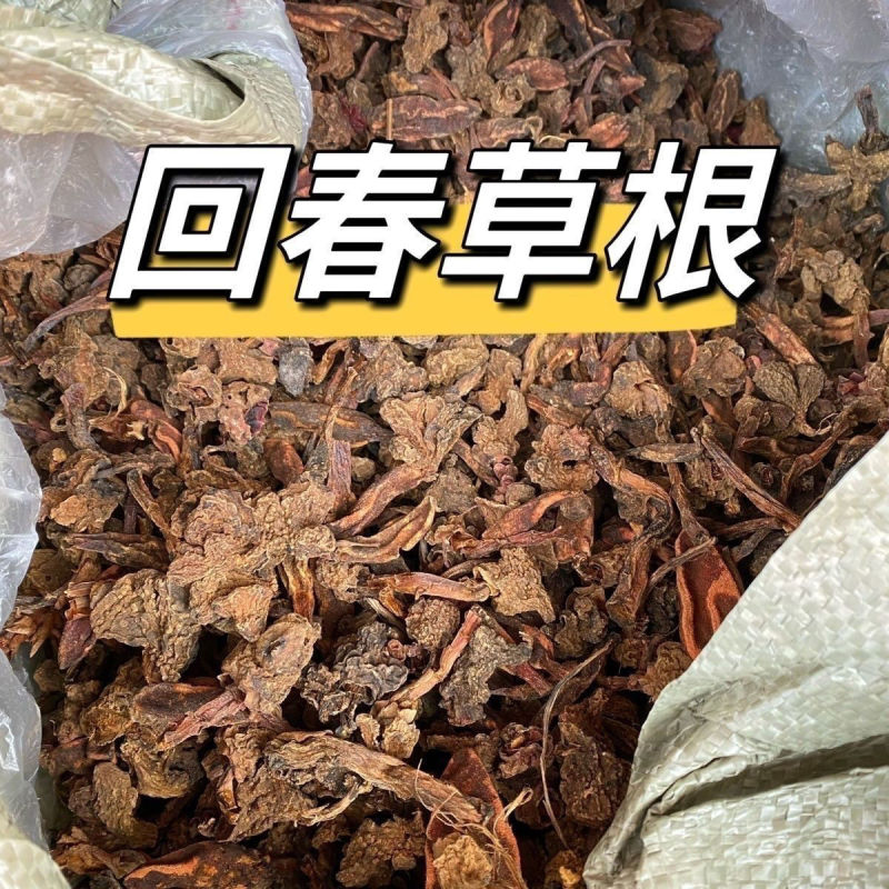 回春草泡茶回春草起阳草战神金刚云南正宗回春草泡酒泡茶野生