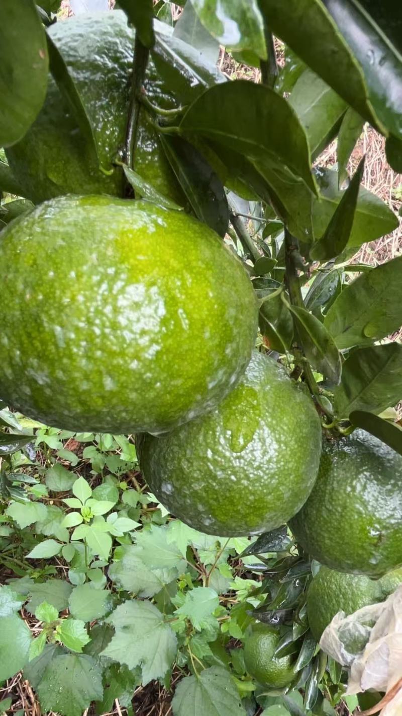 新会茶枝柑