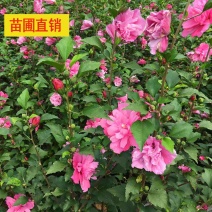 木槿小苗丛生木槿产地销售规格齐全木槿苗