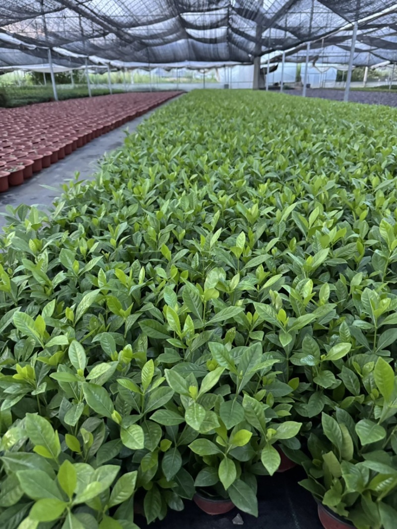 【推荐】栀子花大小规格品质保证基地直发