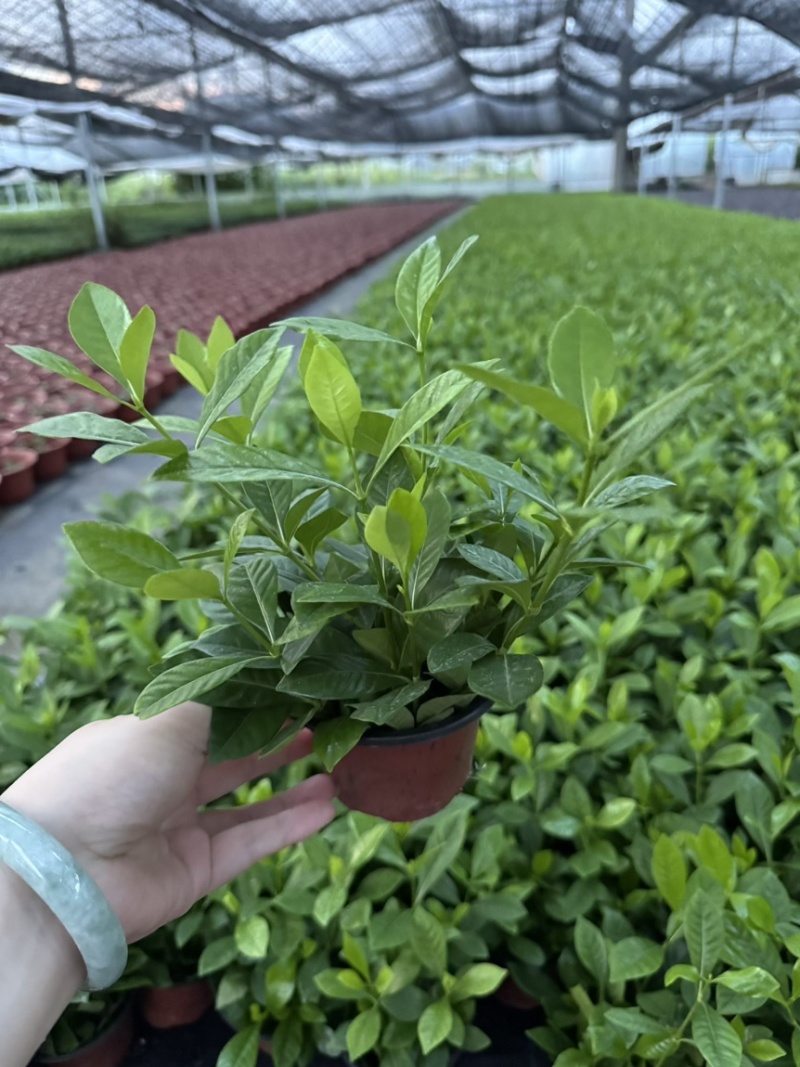 【推荐】栀子花大小规格品质保证基地直发