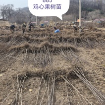 鸡心果树苗