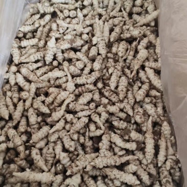 精品装箱螺丝菜个头大颜色白