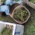 毛兹菇果夹