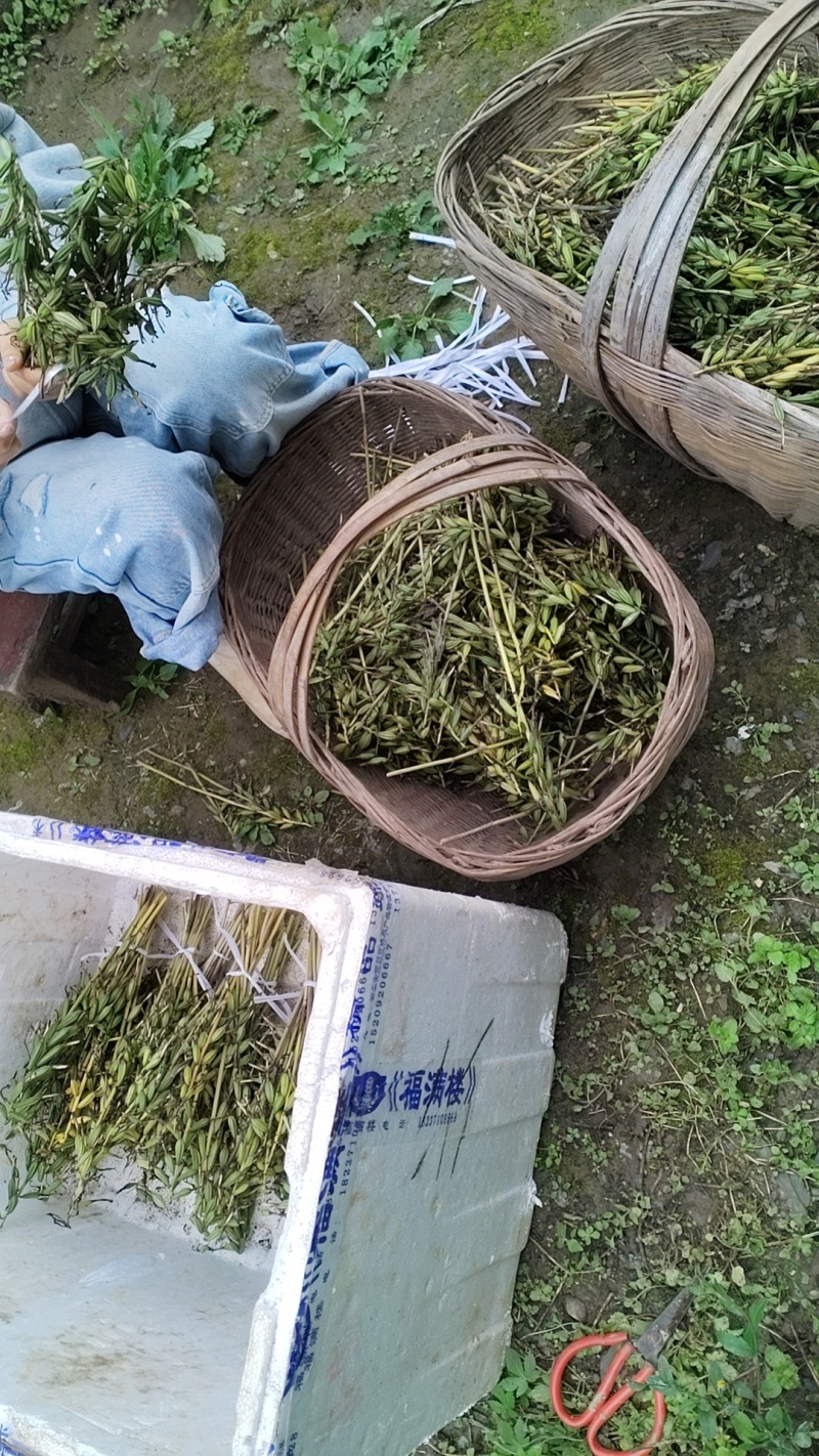 毛兹菇果夹