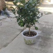 盆栽柠檬