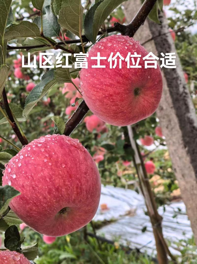 山区红富士糖度14+.价格商议