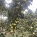 优质山楂果