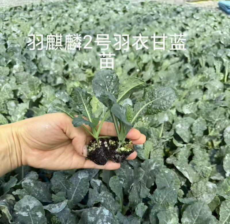 进口羽麒麟2号皱叶菜苗大田基地专用