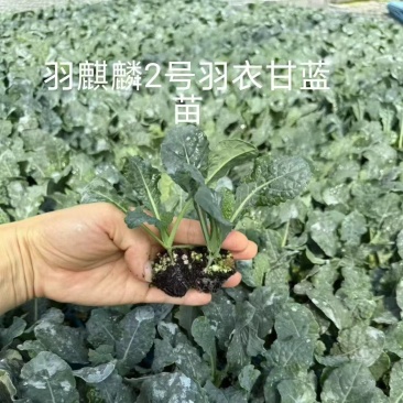 进口羽麒麟皱叶菜苗大田基地专用