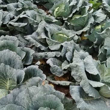 新鲜绿色大白菜，农家直供，口感脆甜，健康**！