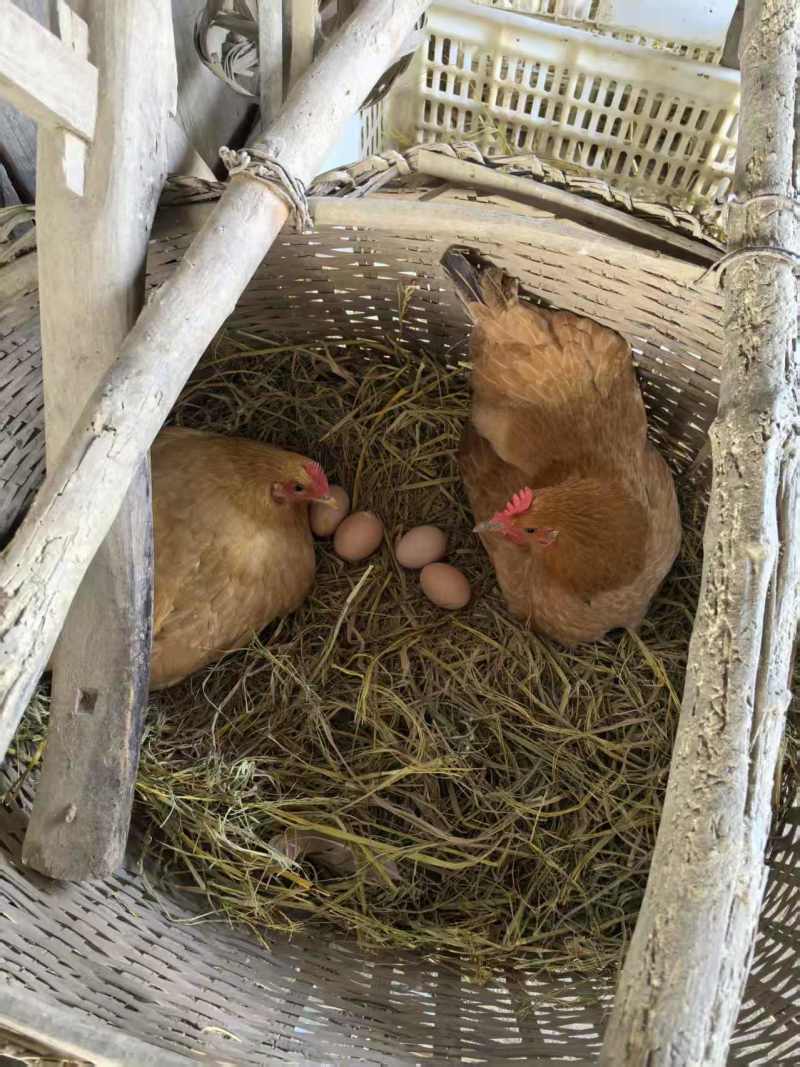 农村散养土鸡蛋，走地鸡初生蛋，开窝蛋