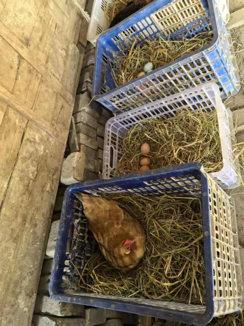农村散养土鸡蛋，走地鸡初生蛋，开窝蛋