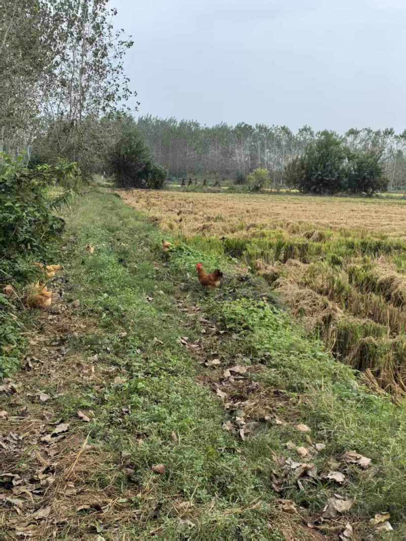 农村散养土鸡蛋，走地鸡初生蛋，开窝蛋