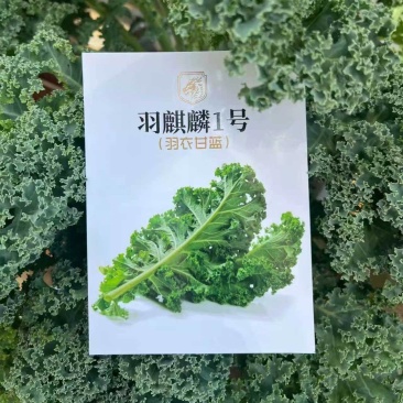 进口羽麒麟羽衣甘蓝种子大田基地小院种植