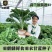 进口羽麒麟羽衣甘蓝种子大田基地小院种植
