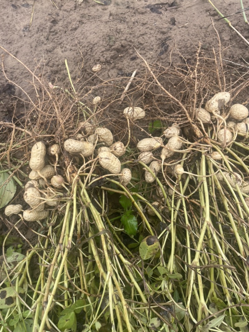 安阳鲜花生产地直发全国纯沙地花生口感香甜适合南北