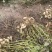 安阳鲜花生产地直发全国纯沙地花生口感香甜适合南北