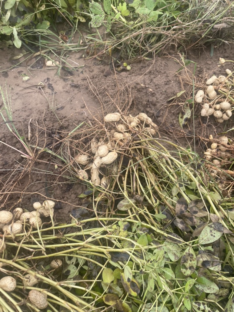 安阳鲜花生产地直发全国纯沙地花生口感香甜适合南北