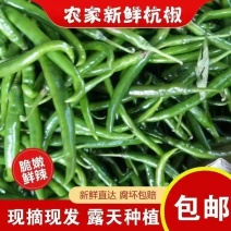 苏鲁豫皖精品青杭椒精美四号品质有保障需要的新老朋友请联系