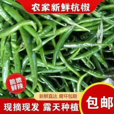 苏鲁豫皖精品青杭椒精美四号品质有保障需要的新老朋友请联系