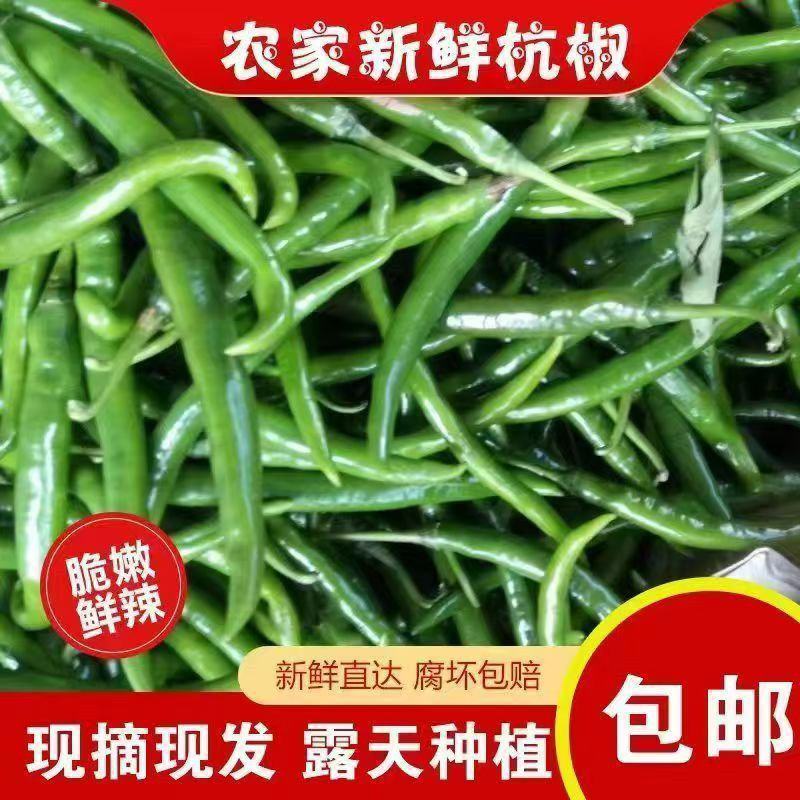 苏鲁豫皖精品青杭椒精美四号品质有保障需要的新老朋友请联系