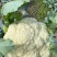 散花菜，花菜首茬，17万斤等你来发财，自己种的
