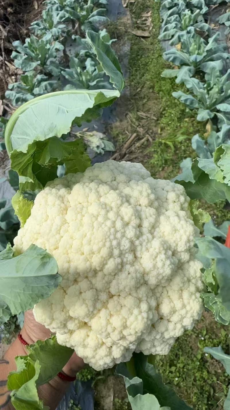 散花菜，花菜首茬，17万斤等你来发财，自己种的