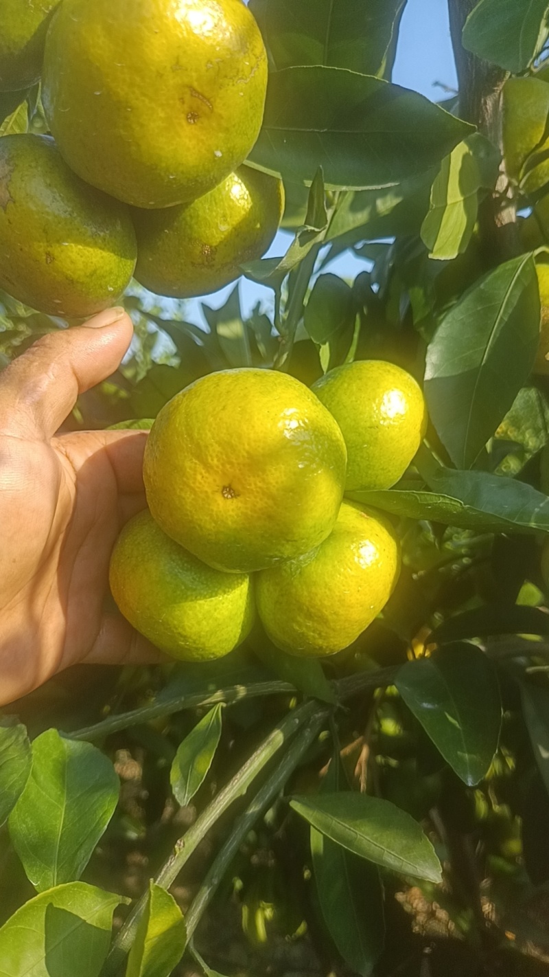 横沙岛特早蜜橘日南一号上市
