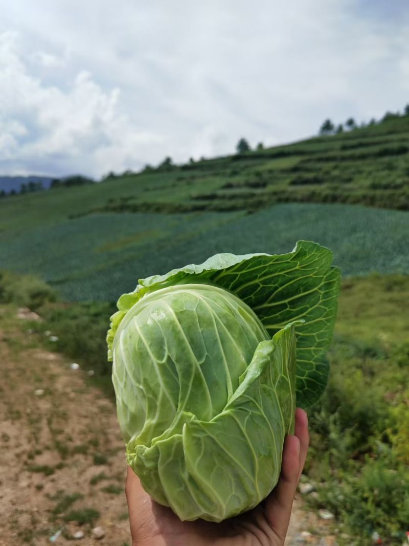 【精品】四川甘蓝圆包菜基地直发价格美丽对接全国