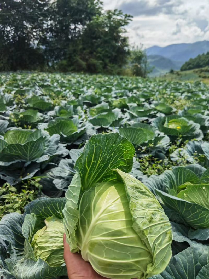【精品】四川甘蓝圆包菜基地直发价格美丽对接全国