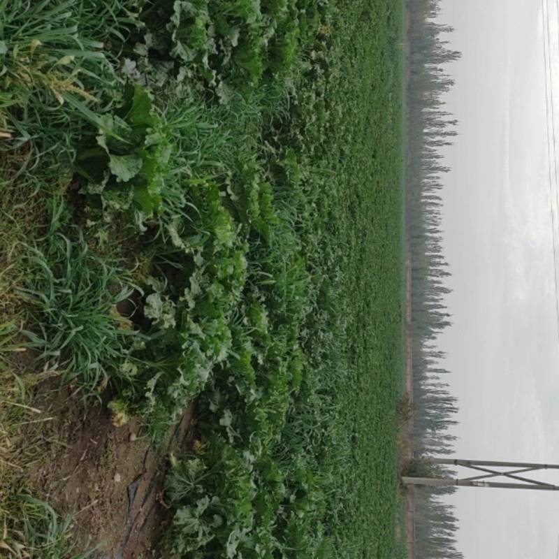 合作社种植基地大量成熟欢迎各位老板洽谈采购